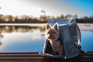 Seb batoh pro psa | do 3 Kg Barva: Růžová