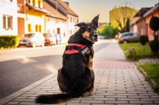 Security bezpečný postroj pro psa | 51 – 115 cm Barva: Červená, Obvod hrudníku: 75 - 102 cm
