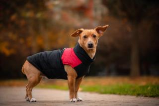 Slim-rainy obleček pro psa na zip Barva: Černo-červená, Délka zad (cm): 53, Obvod hrudníku: 65 - 70 cm