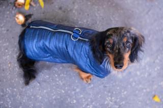 Targa podzimní bunda pro psa Barva: Modrá, Délka zad (cm): 23, Obvod hrudníku: 27 - 29 cm
