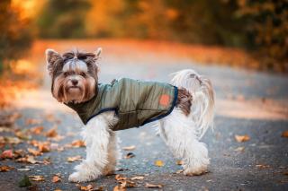 Targa podzimní bunda pro psa Barva: Zelená, Délka zad (cm): 23, Obvod hrudníku: 27 - 29 cm