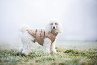 Warm zimní bunda pro psa s kožichem Barva: Béžová, Délka zad (cm): 19, Obvod hrudníku: 20 - 30 cm