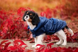 Winter bunda pro psa s kapucí Barva: Modrá, Délka zad (cm): 24, Obvod hrudníku: 26 - 42 cm