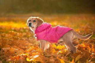 Winter bunda pro psa s kapucí Barva: Růžová, Délka zad (cm): 24, Obvod hrudníku: 26 - 42 cm