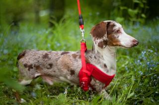 Woody postroj pro psa s vodítkem | 24 – 42 cm Barva: Červená, Obvod hrudníku: 24 - 33 cm