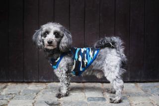 Yoko maskáčové tričko pro psa Barva: Modrá, Délka zad (cm): 21, Obvod hrudníku: 28 - 32 cm