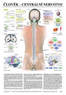 Centrální nervstvo - anatomický plakát