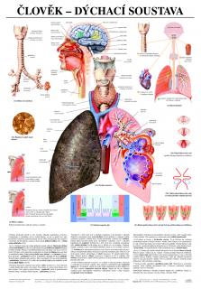 Dýchací soustava - anatomický plakát
