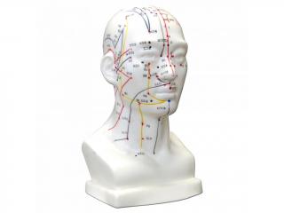 Hwato Akupunkturní model hlavy, 19 cm