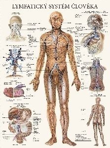 Lymfatický systém - anatomický plakát