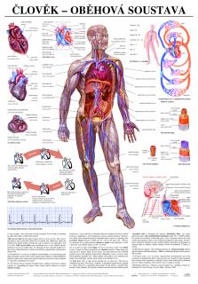 Oběhová soustava - anatomický plakát