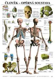 Opěrná soustava - anatomický plakát