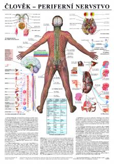 Periferní nervstvo - anatomický plakát