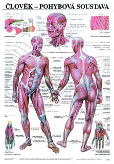 Pohybová soustava - anatomický plakát