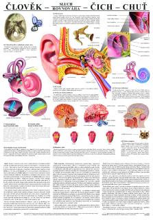 Sluch, čich, chuť - anatomický plakát