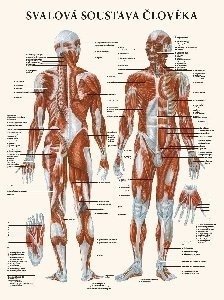 Svalová soustava člověka - anatomický plakát
