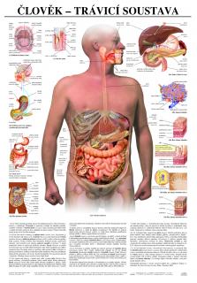Trávicí soustava člověka - anatomický plakát