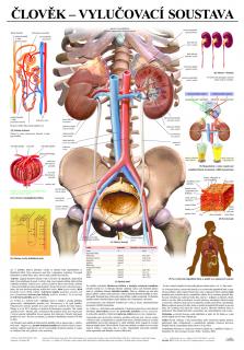 Vylučovací soustava - anatomický plakát