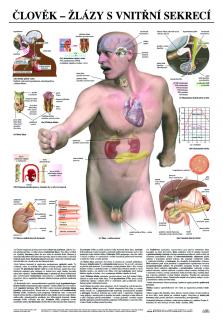 Žlázy s vnitřní sekrecí - anatomický plakát