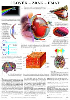 Zrak, hmat - anatomický plakát