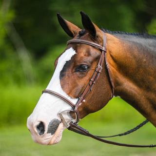Pinnacle Raised Fancy Stitched Bridle