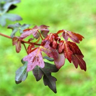 Acer campestre ´Red Shine´