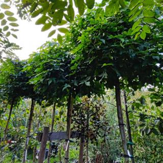 Ambroň západní ´Gum Ball´ - Liquidambar styraciflua - vk 180 cm  Liquidambar styraciflua ´Gum Ball´