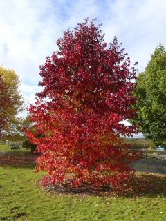 Ambroň západní - Liquidambar styraciflua - ok 10/12 cm  Okrasné stromy