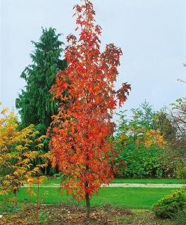 Ambroň západní ´Slender Silhouette´ - Liquidambar styraciflua - ok 10/12 cm  Liquidambar styraciflua ´Slender Silhouette´