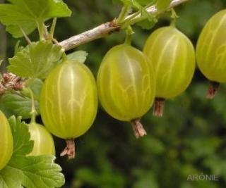 Angrešt keřový rezistentní Invicta - 1 l  Ribes uva-crispa Invicta