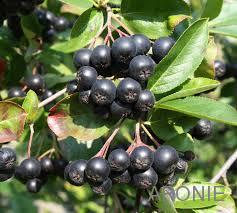 Aronie Viking - černý jeřáb - 12 l  Aronia prunifolia