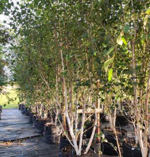 Bříza himalájská ´Doorenbos´ - Betula utilis - vícekmen 350 cm+  Okrasné stromy