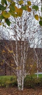 Bříza himalájská Doorenbos - Exkluziv  vícekmen - 300 - 350 cm +  Betula utilis Doorenbos