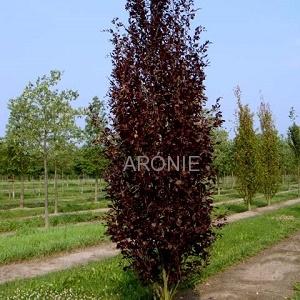 Buk lesní Dawyck Purple - 180 - 200 cm  Fagus sylvatica