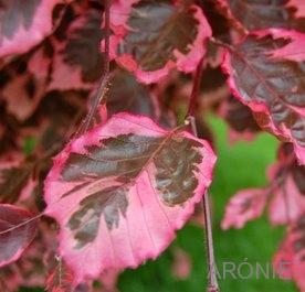 Buk lesní Purpurea Tricolor (Roseomarginata)