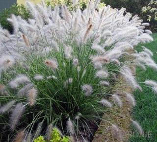 Dochan psárkovitý ´Hameln´- Pennisetum alop. - 2 l