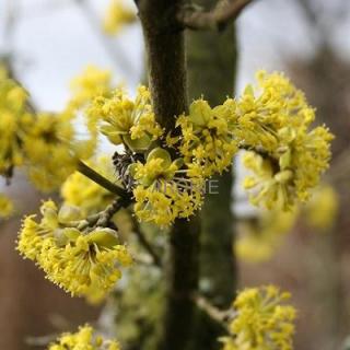 Dřín obecný - Cornus mas - ok 8/10 cm  Ovocné stromy