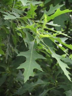 Dub bahenní ´Green Pyramid´- Quercus palustris - ok 12/14 cm - Novinka  Okrasné stromy