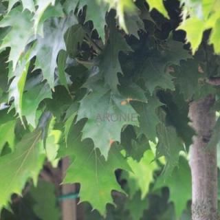 Dub červený Haaren na kmínku - vk 210 cm  Quercus rubra Haaren