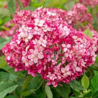 Hortenzie stromkovitá Ruby Annabelle  ® - 12 l  Hydrangea arborescens