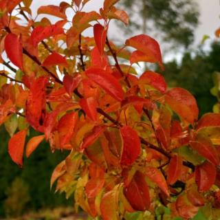Hrušeň Calleriova ´Chanticleer´- Pyrus calleryana ´Chanticleer´ ok 16/18  Okrasné stromy