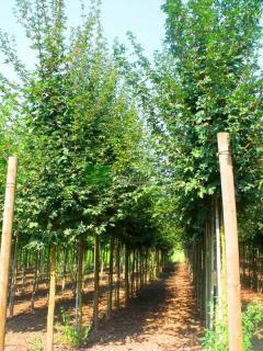 Javor babyka - Acer campestre´Elsrijk´ - ok 10/12  Okrasné stromy