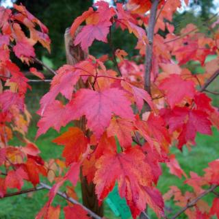 Javor červený ´October Glory´ - Acer rubrum - ok 10/12 cm  Okrasné stromy
