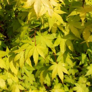 Javor dlanitolistý - Acer palmatum ´Limelight´ vk 110 cm  Acer palmatum
