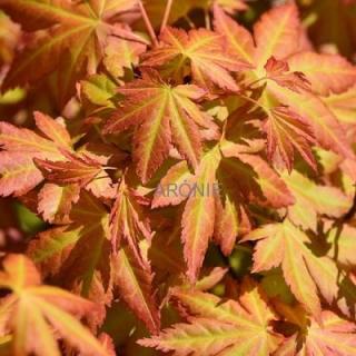 Javor dlanitolistý - Acer palmatum ´Orange Dream´- 150 cm  Acer palmatum Orange Dream