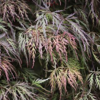 Javor dlanitolistý ´Crimson Princess´ - 130 - 150 cm