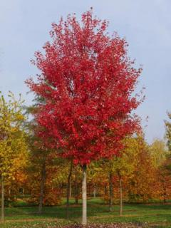 Javor Freemanův (Jeffersred) ´Autumn Blaze´ ® - Acer x freemanii - ok 8/10  Okrasné stromy