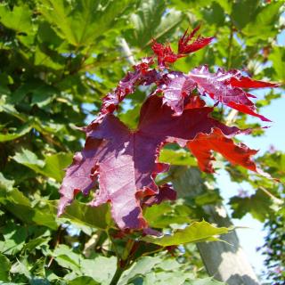 Javor mléč ´ Deborah´ - Acer platanoides - ok 18/20 Exkluziv  Okrasné stromy