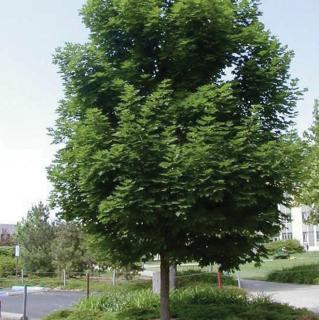 Javor mléč ´Emerald Queen´ - Acer platanoides - ok 16/18  Okrasné stromy