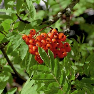 Jeřáb sladkoplodý - Sorbus auc. ´Edulis´ (syn. Moravica)  - ok 14/16 cm  Okrasné jeřáby